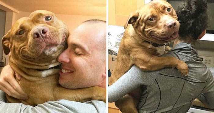 The dog is very happy to be adopted by good owners