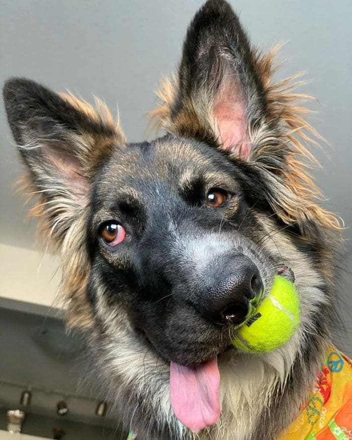 disfigured his face by his mother and now the dog is trained as a therapy dog