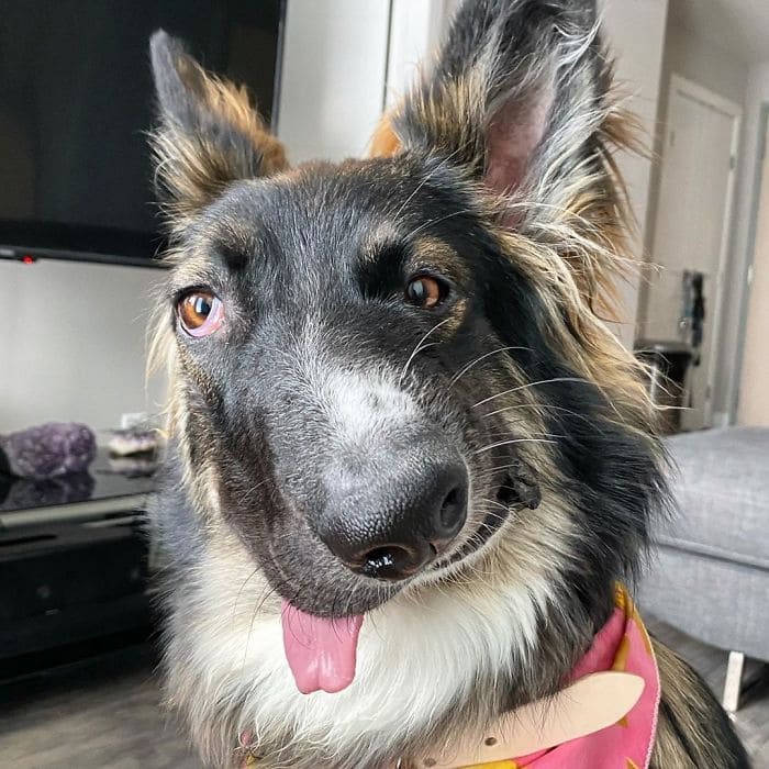 disfigured his face by his mother and now the dog is trained as a therapy dog