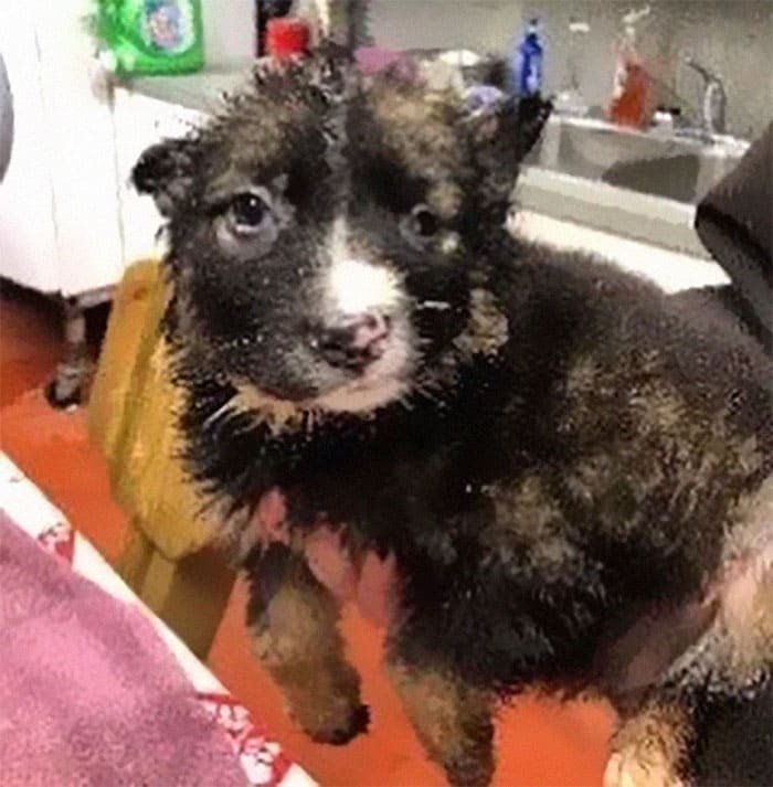 disfigured his face by his mother and now the dog is trained as a therapy dog