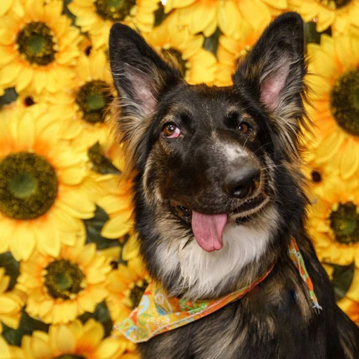 disfigured his face by his mother and now the dog is trained as a therapy dog