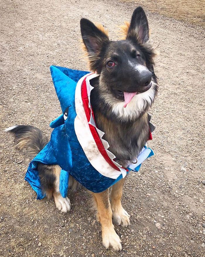 disfigured his face by his mother and now the dog is trained as a therapy dog