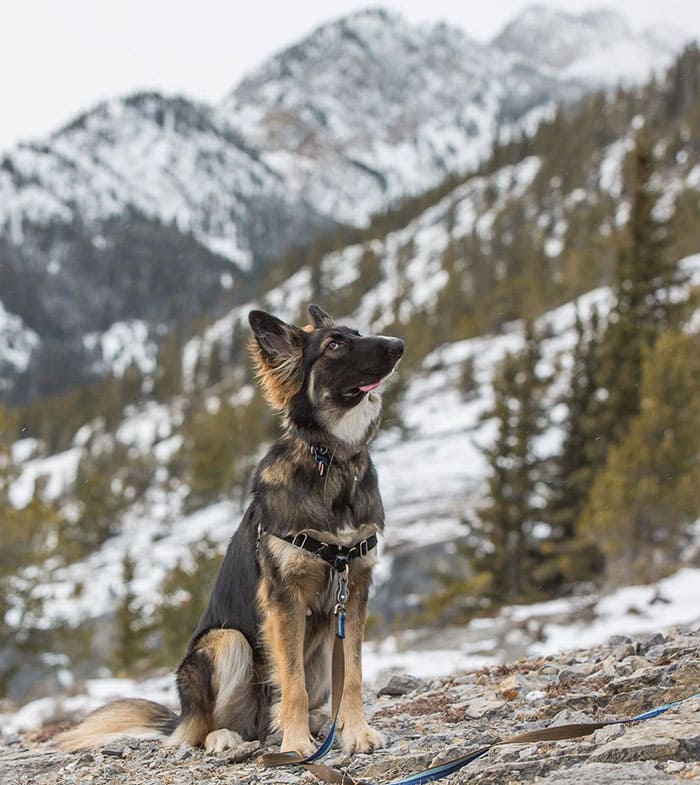 disfigured his face by his mother and now the dog is trained as a therapy dog