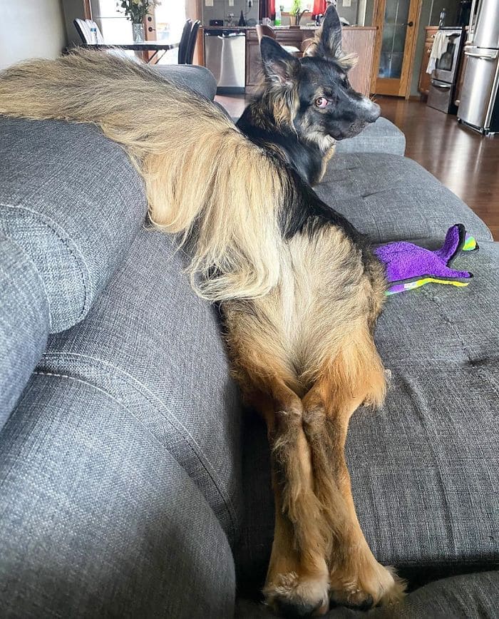 disfigured his face by his mother and now the dog is trained as a therapy dog